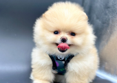 Pomeranian Boo